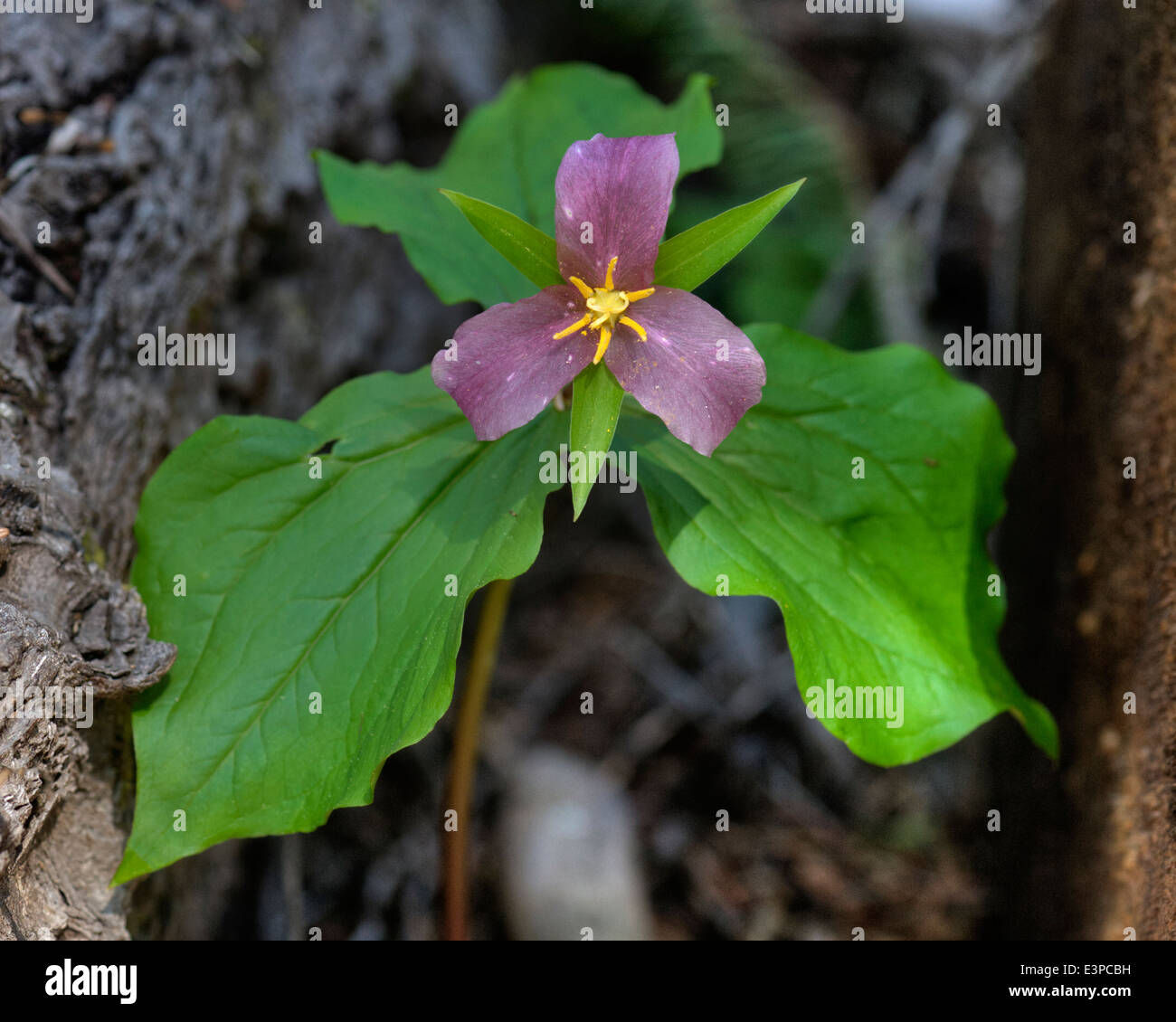 Un Western (Trillium ovatum Trillium) dans la chaîne des Cascades, dans l'Oregon. Ce spécimen a été juste à côté du Pacific Crest Trail. Banque D'Images