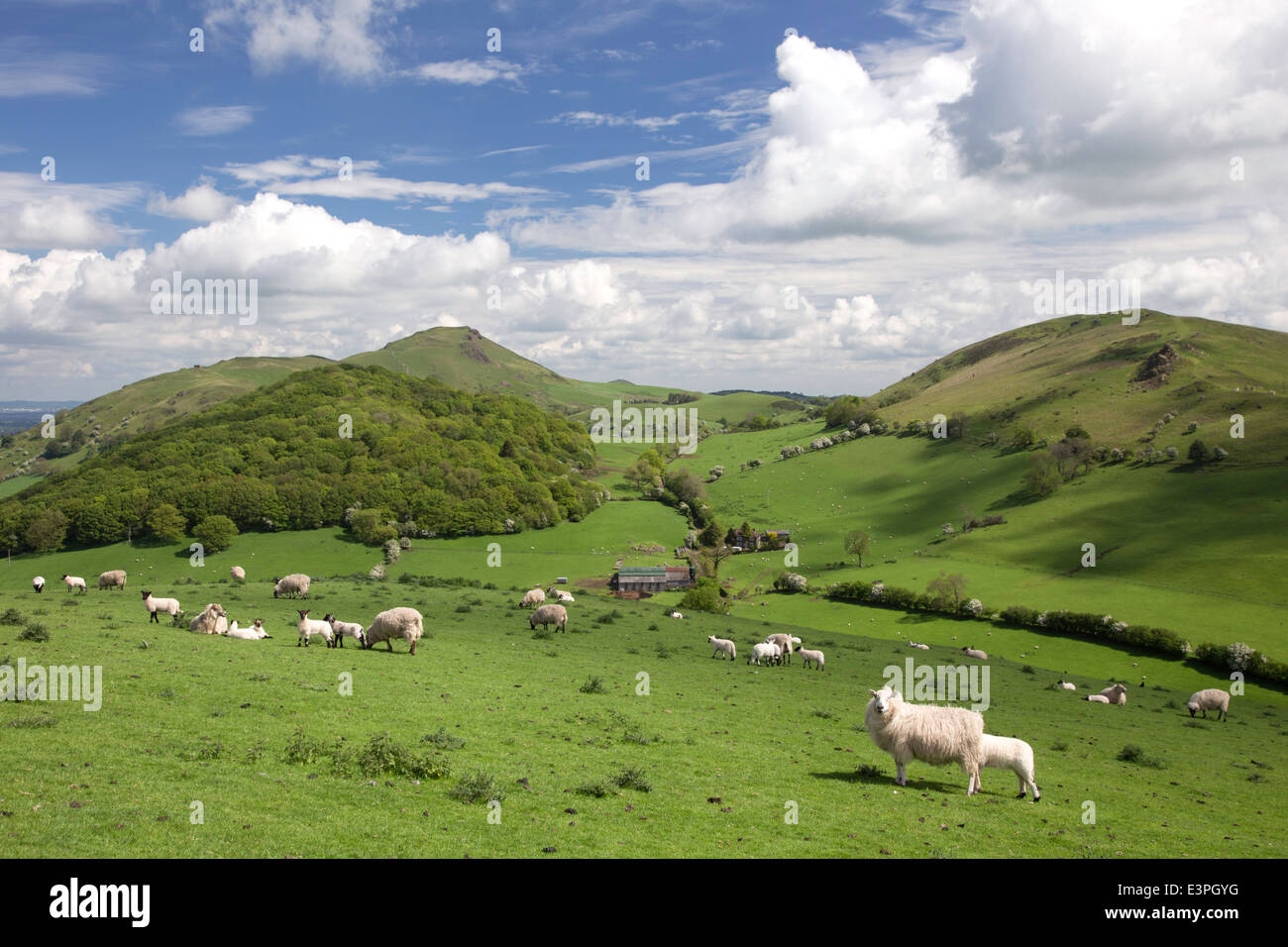 Des moutons paissant sur les collines du Shropshire Caer Caradoc et espère avec Marie-andrée et collines au loin, Shropshire, England, UK Banque D'Images