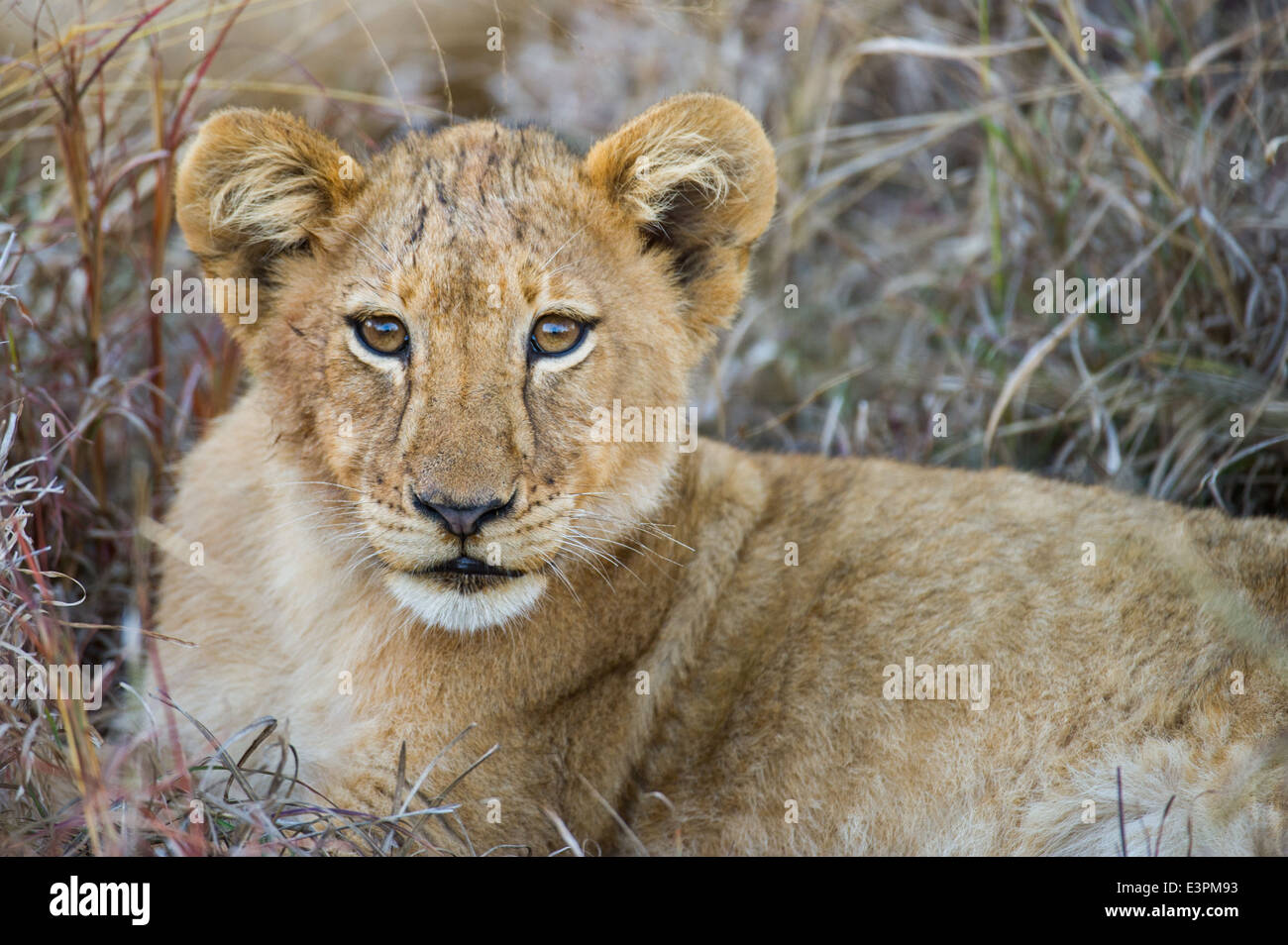 Panthero mâle lion cub (Leo), Sabi Sand Game Reserve, Afrique du Sud Banque D'Images