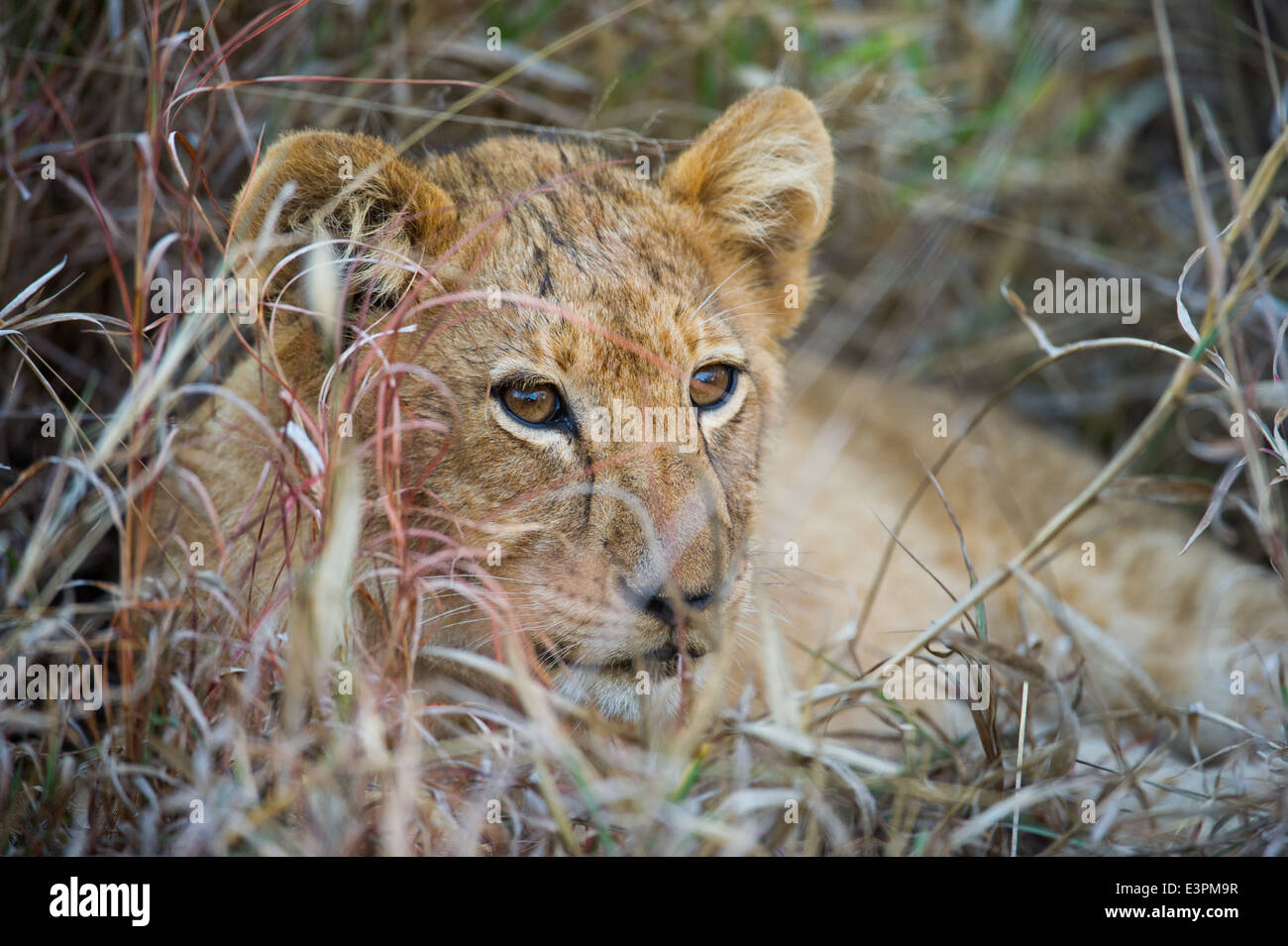 Panthero mâle lion cub (Leo), Sabi Sand Game Reserve, Afrique du Sud Banque D'Images