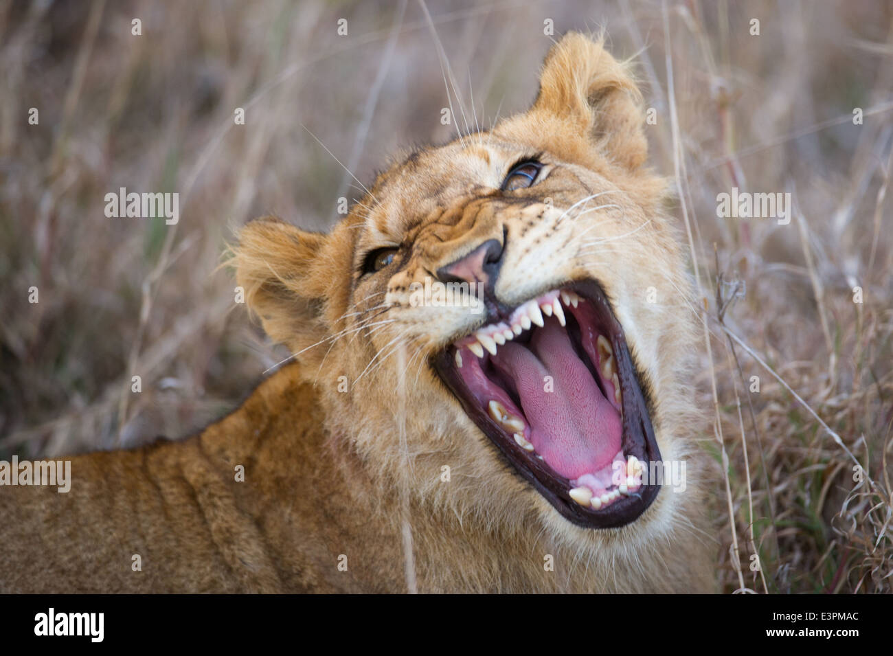 Lion cub bâillements (Panthero leo), Sabi Sand Game Reserve, Afrique du Sud Banque D'Images