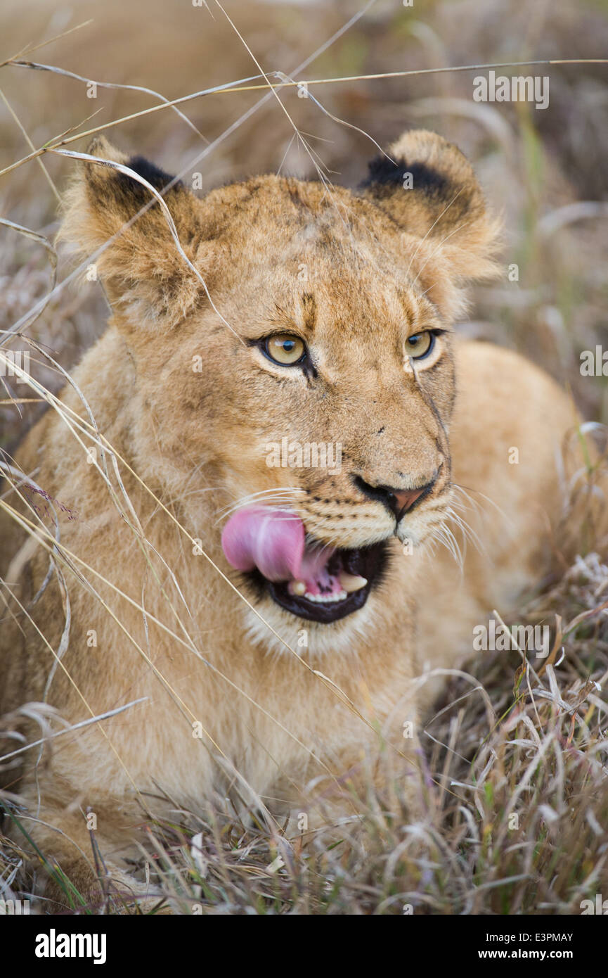 Panthero mâle lion cub (Leo), Sabi Sand Game Reserve, Afrique du Sud Banque D'Images