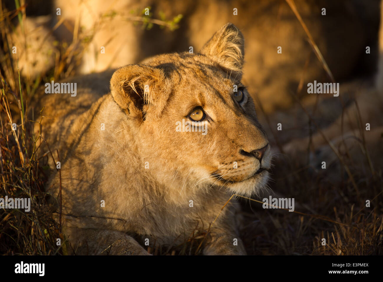 Lion cub (Panthero leo), Sabi Sand Game Reserve, Afrique du Sud Banque D'Images