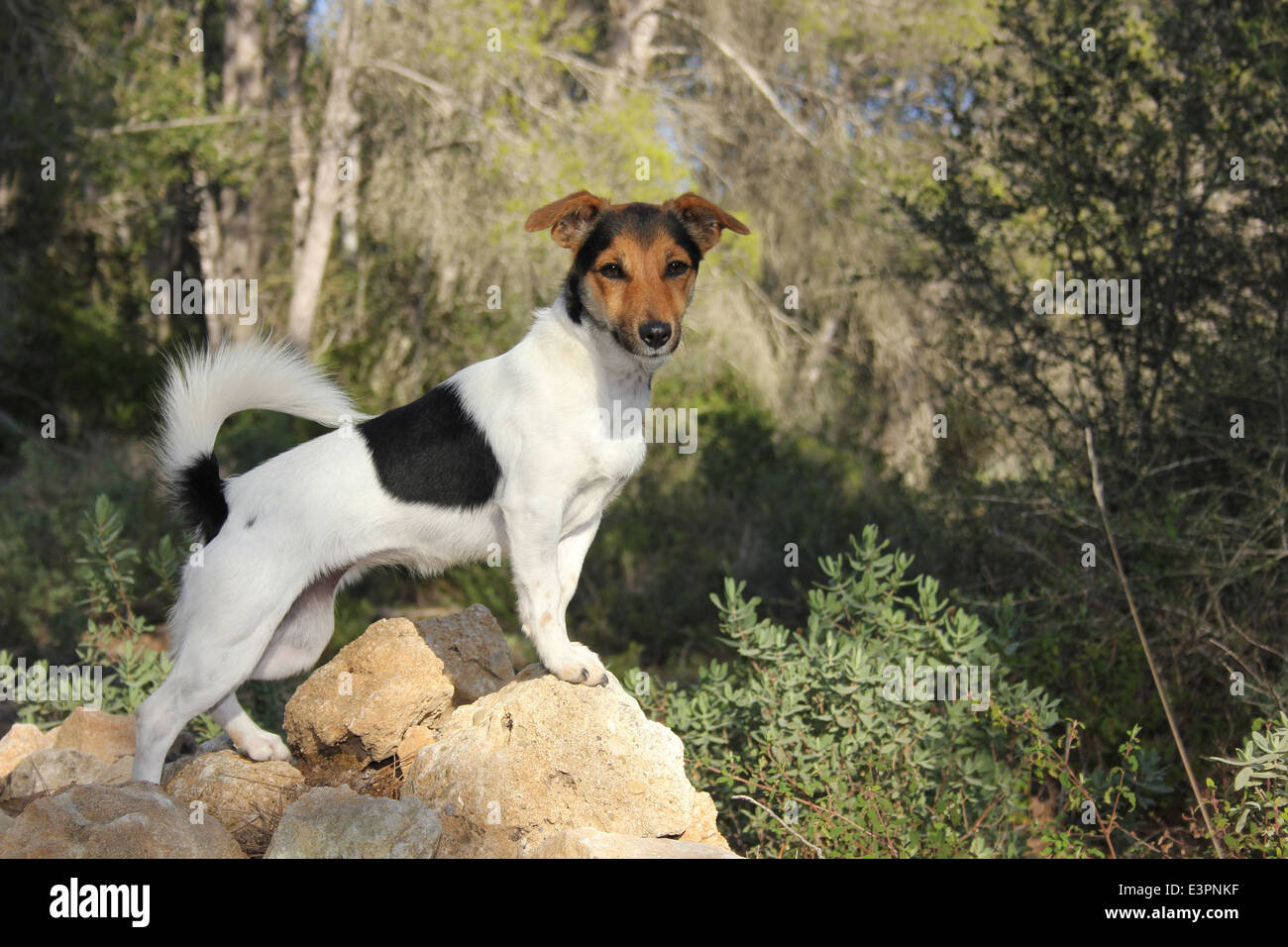 Jack Russell Terrier roches permanent adultes Espagne Banque D'Images