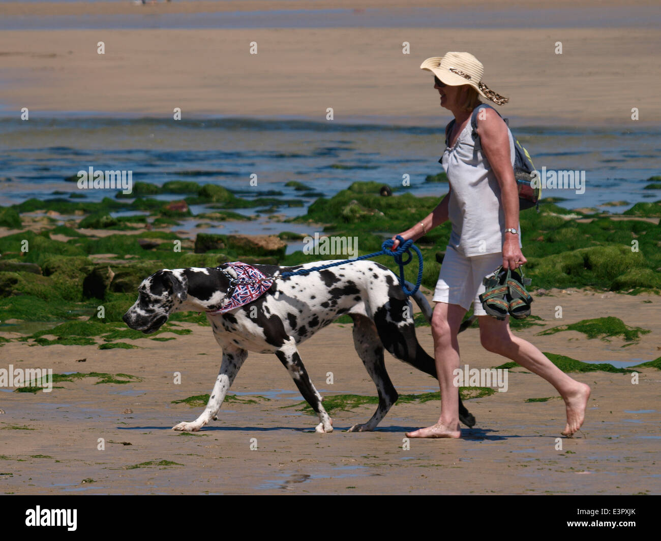 Woman walking dog allemand chien sur la plage, Broad Oak, Cornwall, UK Banque D'Images