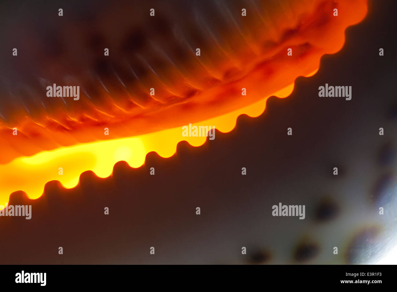 Lueur chaude de Cypraea tigris rétroéclairé ou Tiger Cowrie Shell Banque D'Images