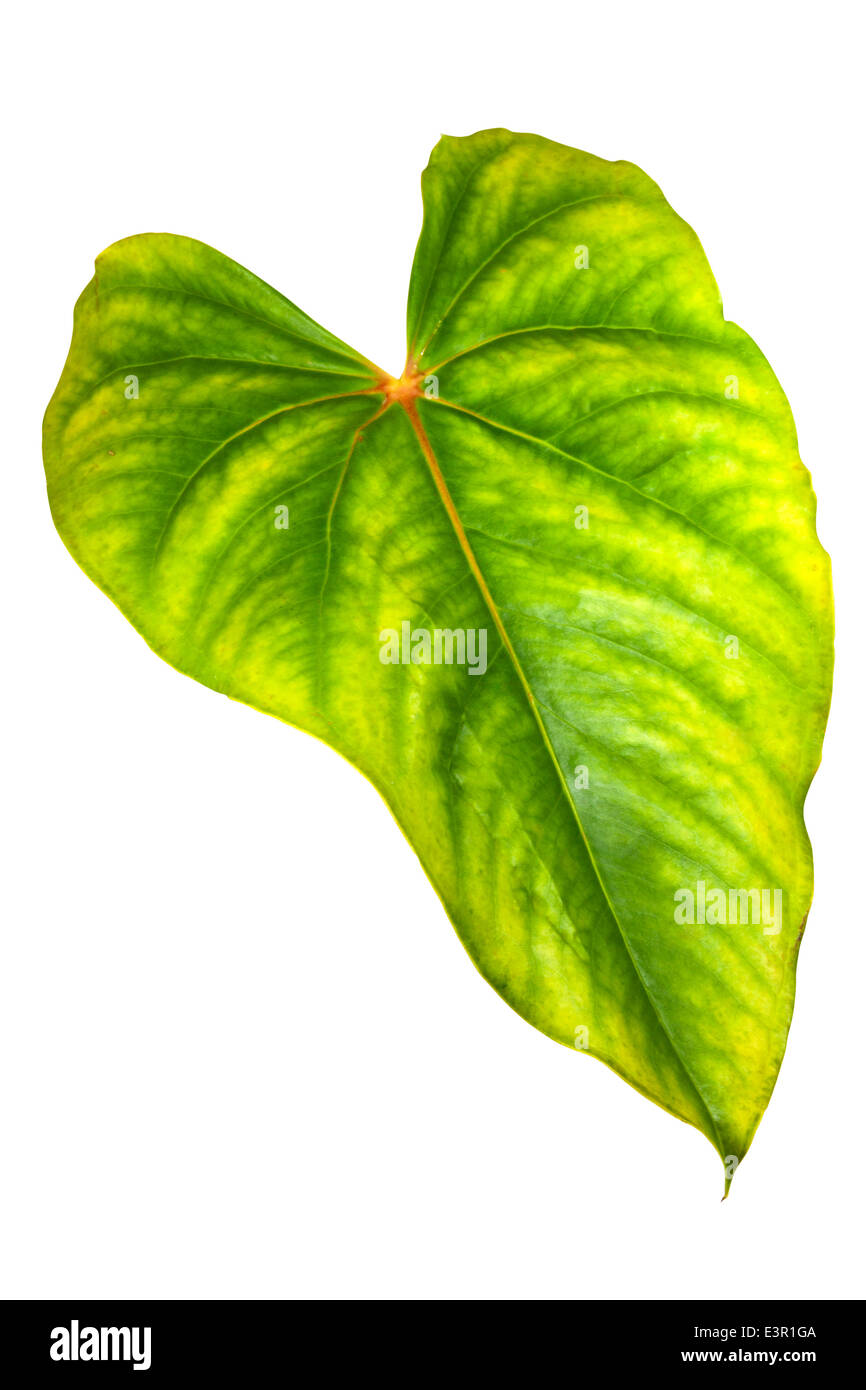 Couleur vert vif et jaune de la surface foliaire de l'anthurium Banque D'Images