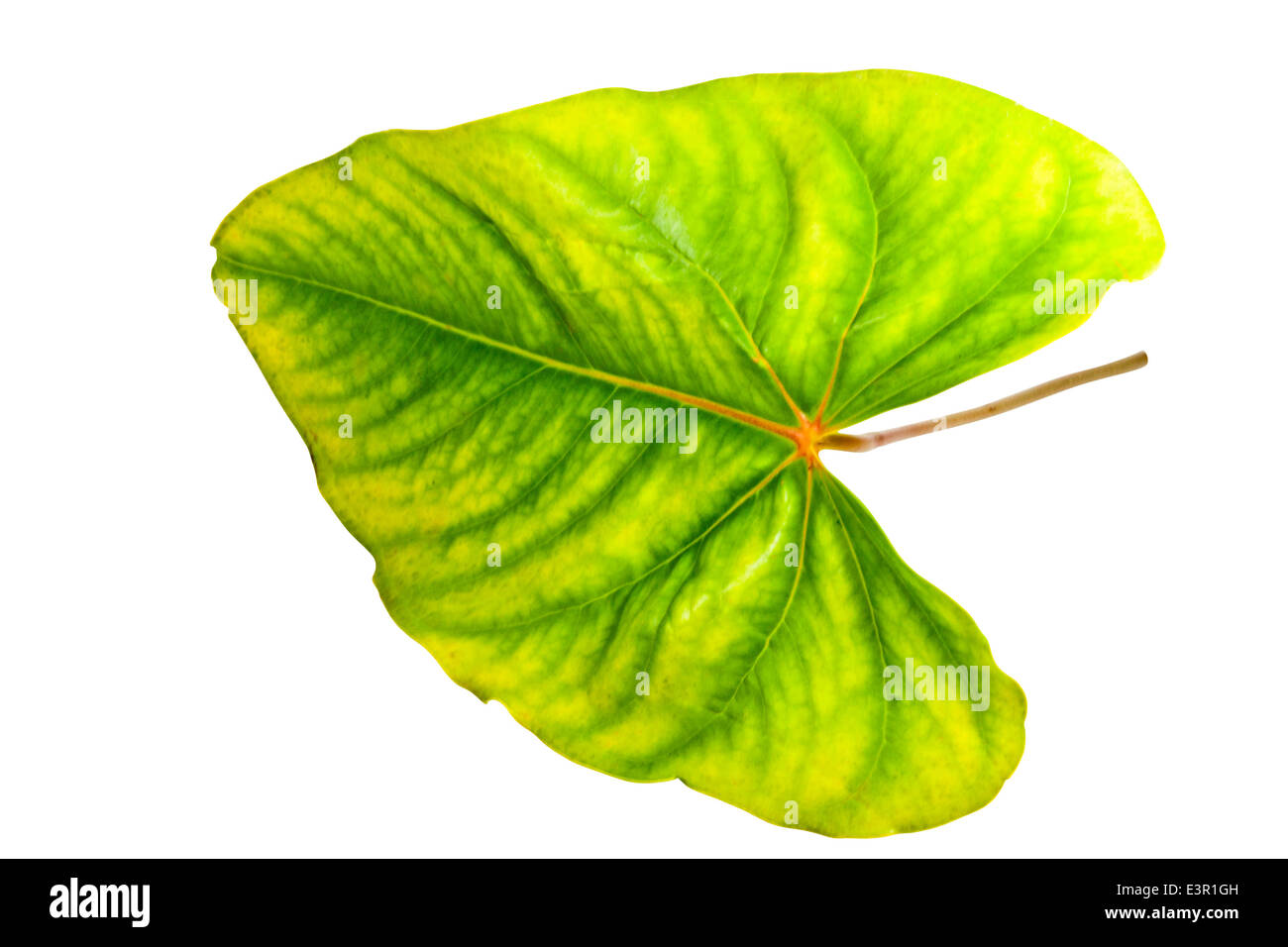 Nervation palmée affiché sur la feuille d'anthurium vert et jaune Banque D'Images