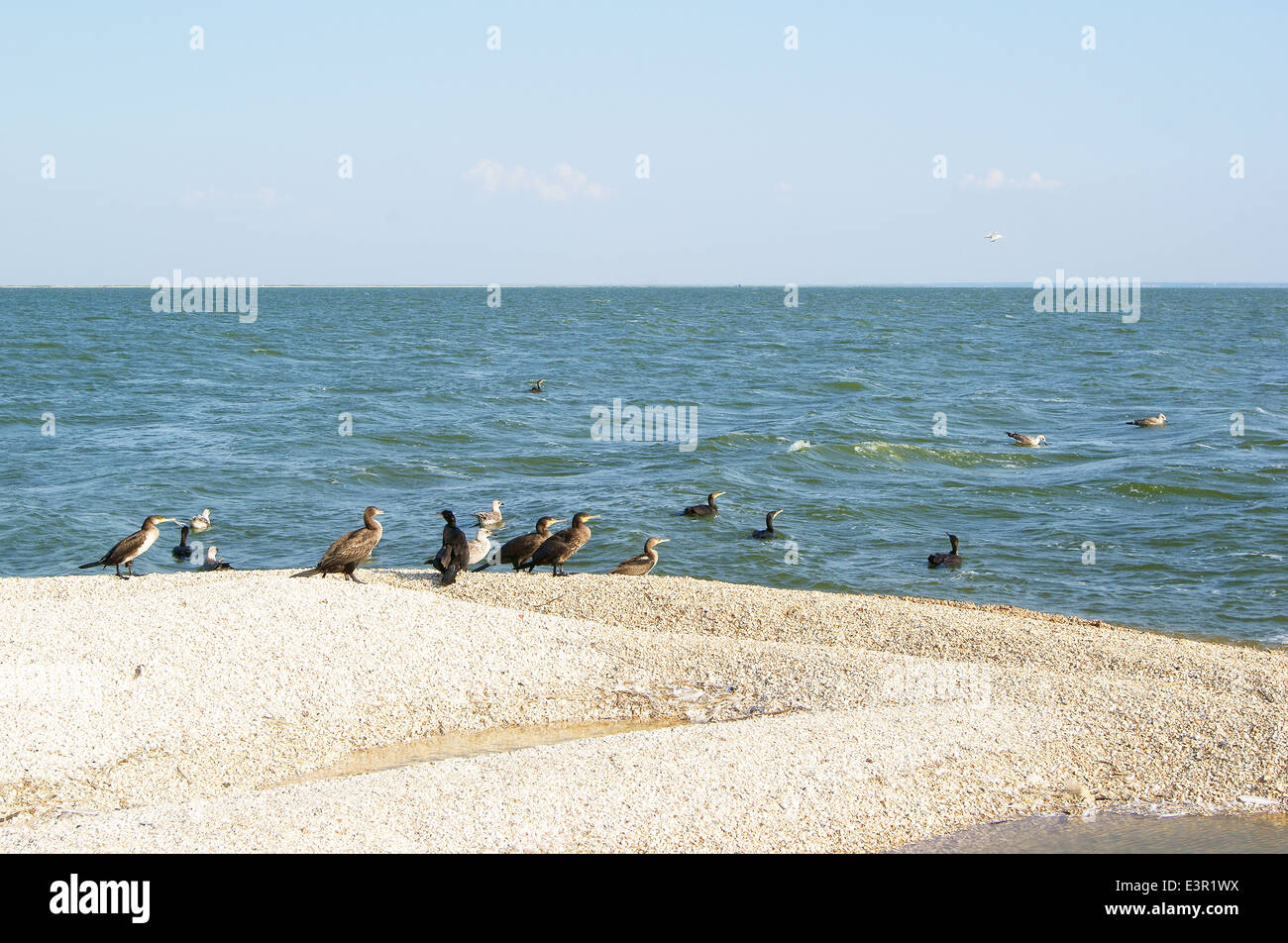 Vol de cormorans et mouettes Banque D'Images