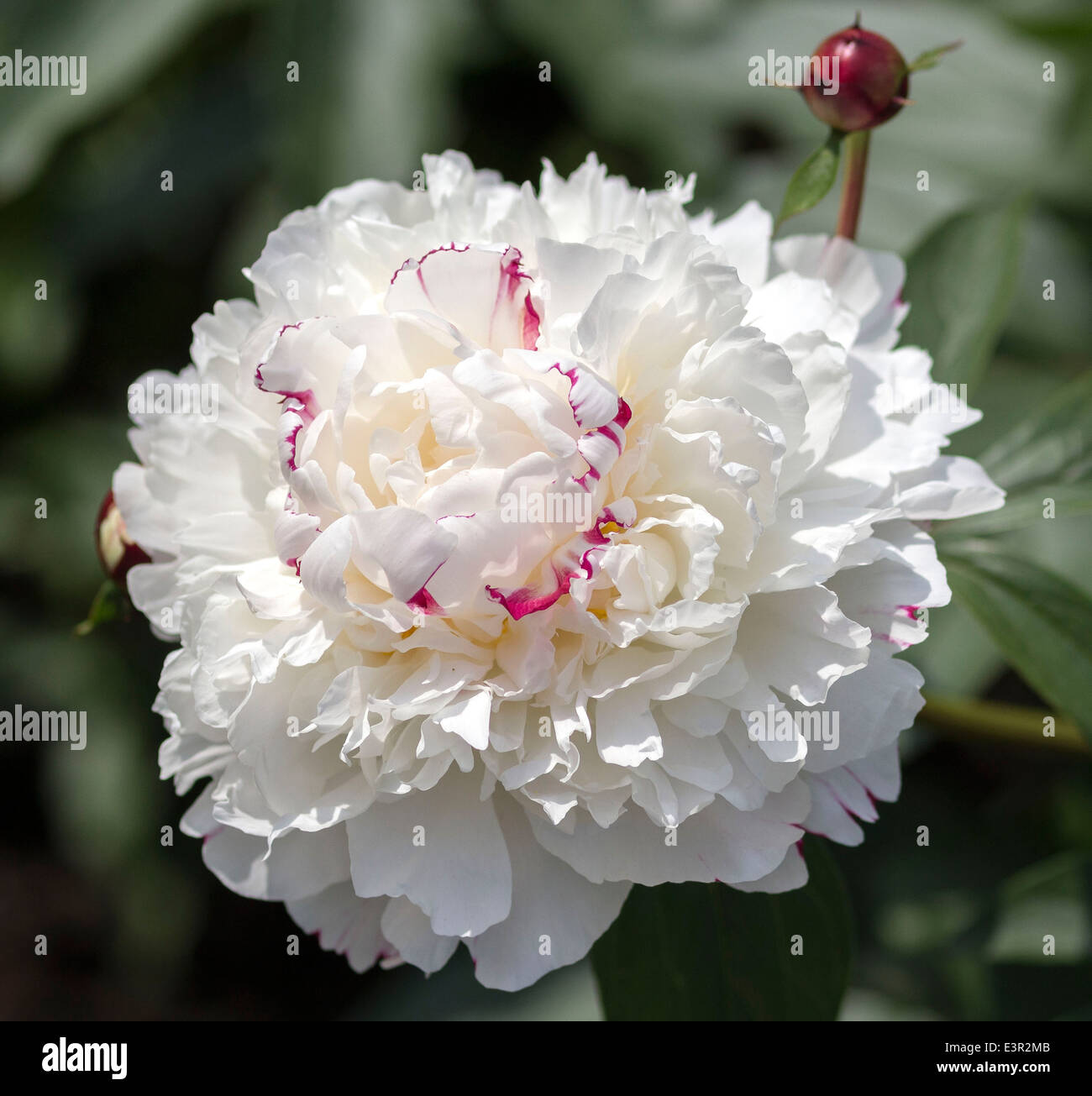 Pivoine blanche close up Banque D'Images