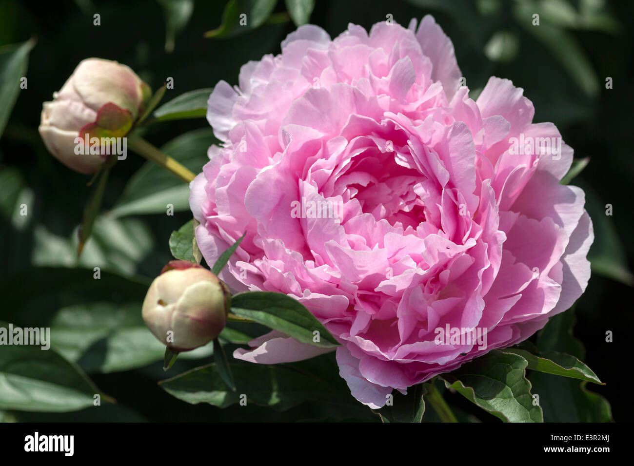 Fleur de pivoine rose close up Peonia Banque D'Images