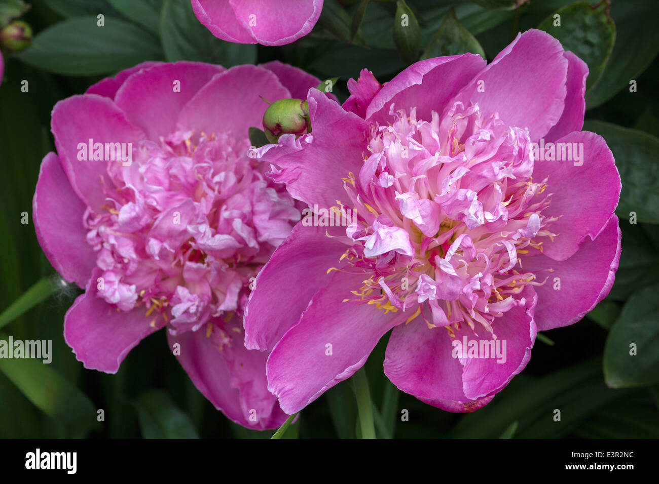 Deux fleurs de pivoine rose close up Peonia Banque D'Images