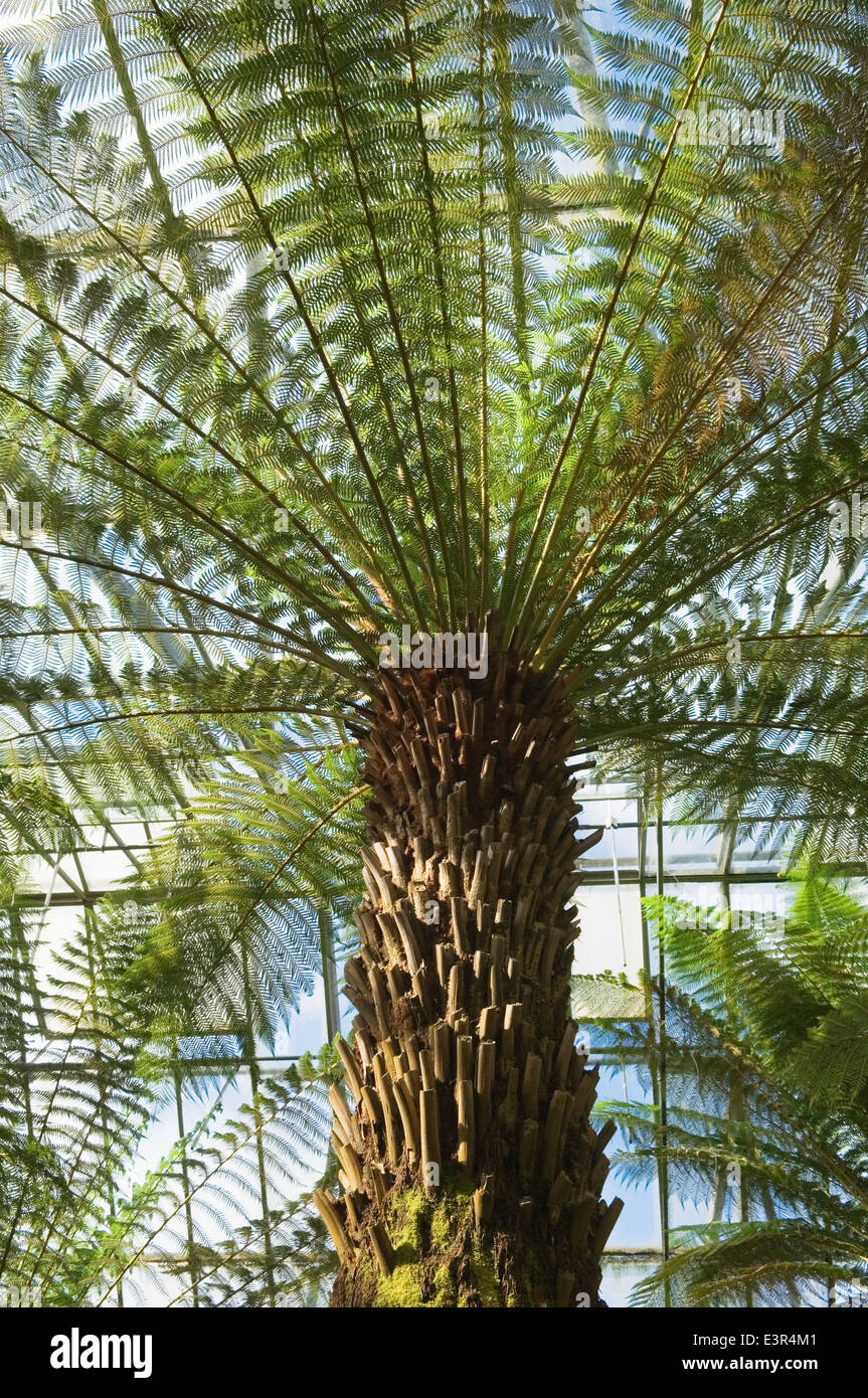Fougère arborescente dans la serre du Jardin botanique royal d'Édimbourg, en Écosse. Banque D'Images
