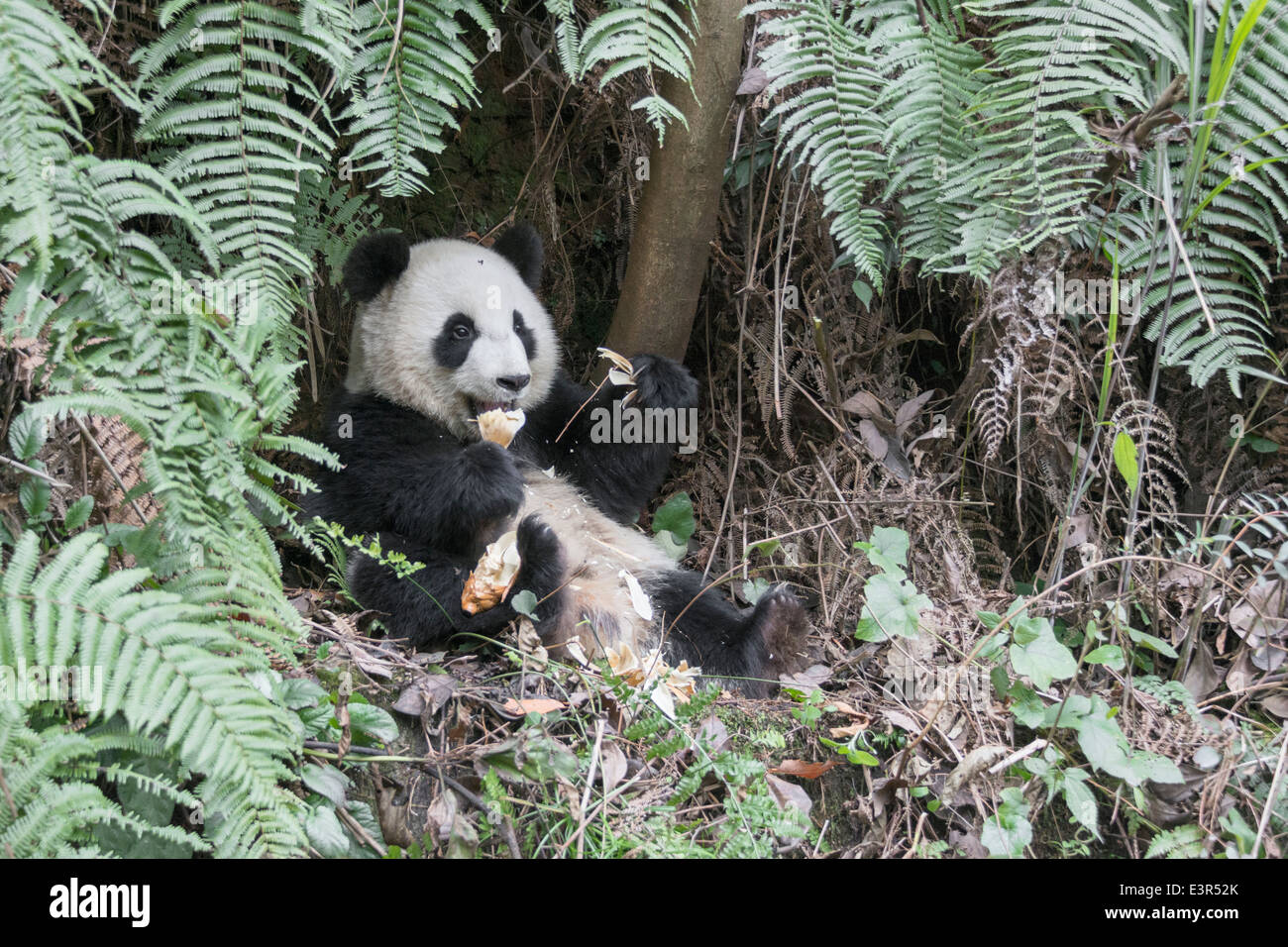 Jeune panda et fougères, Bifeng Xia, province du Sichuan, Chine Banque D'Images