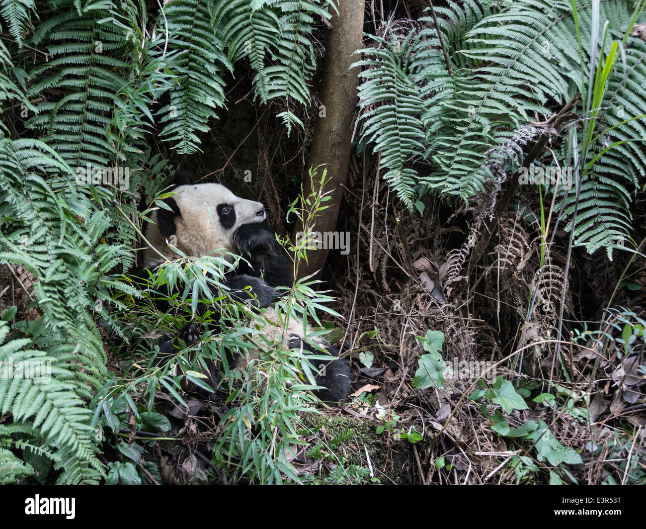 Jeune panda entouré de fougères, Bifeng Xia, Sichuan, Chine Banque D'Images