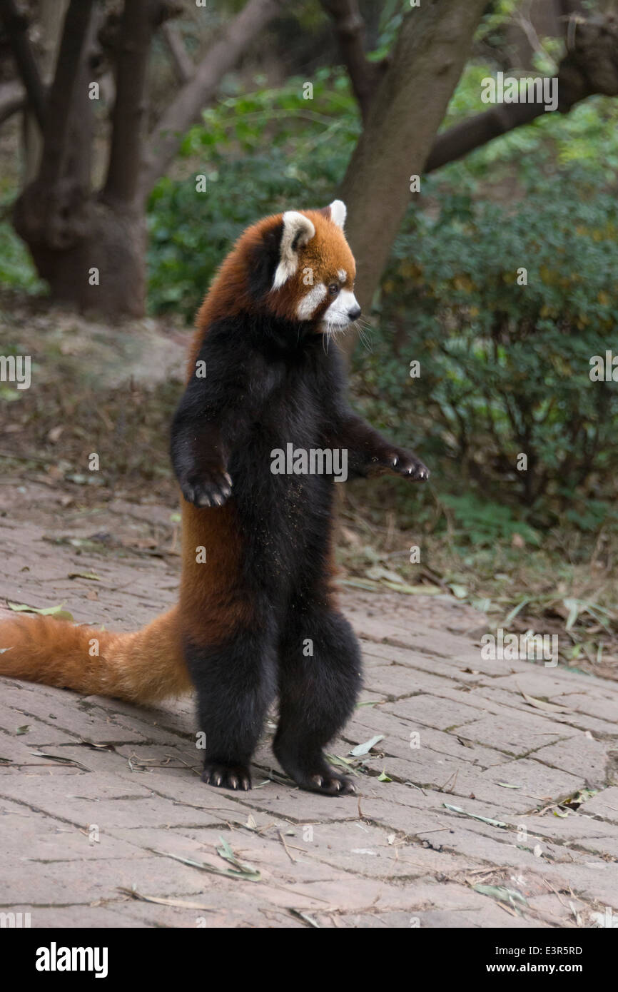 Le Panda Rouge Debout Sur Ses Pattes Arriere Panda Base De Recherche Chengdu Chine Photo Stock Alamy