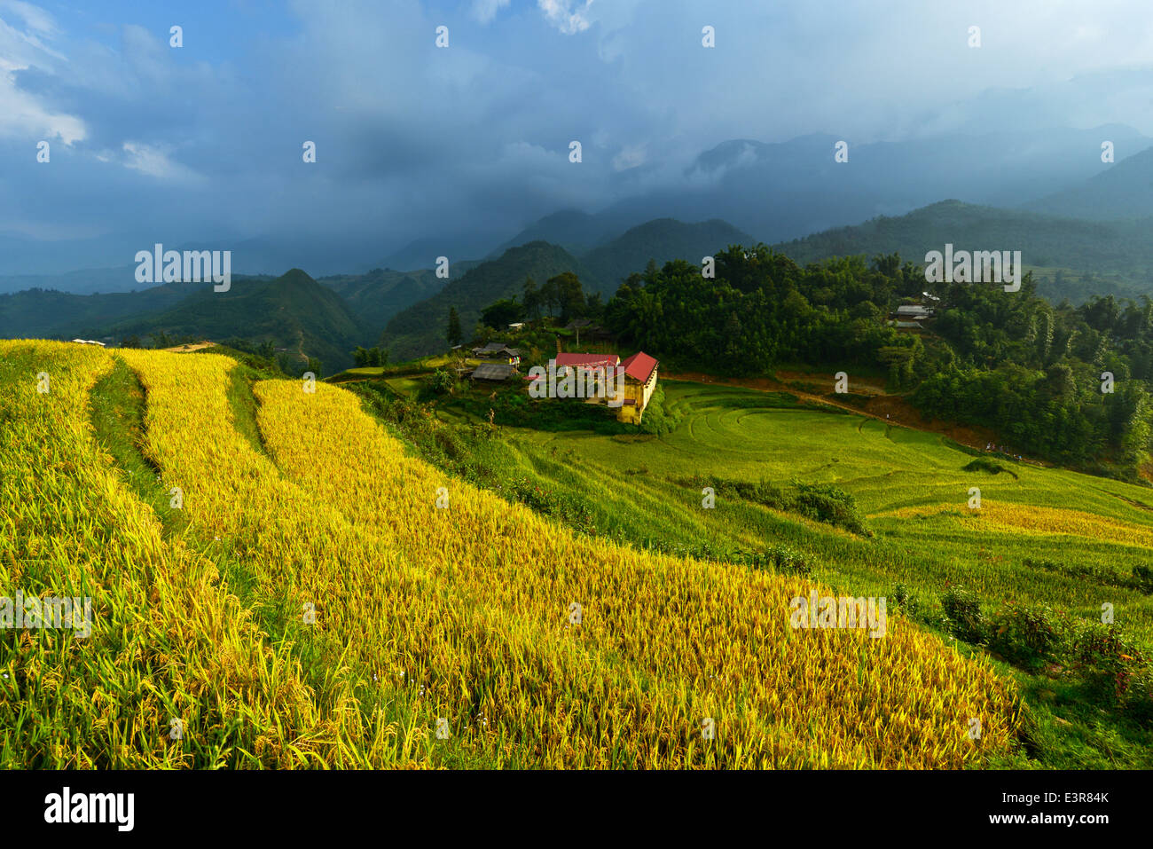 Les terrasses de riz doré dans Vitnam. Banque D'Images