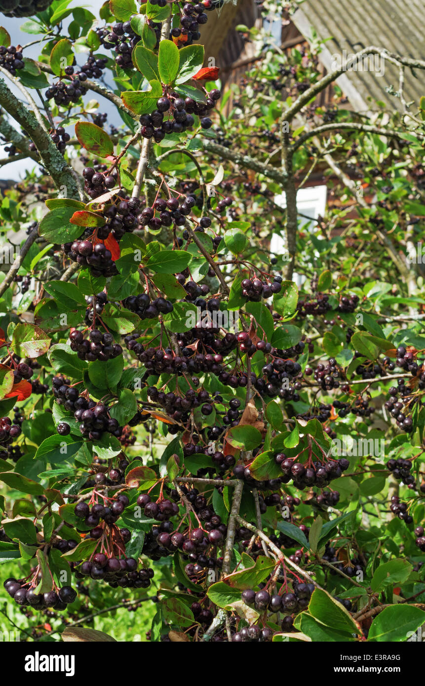 Les baies de sorbier à gros fruits noirs dans la cour de la maison rurale Banque D'Images