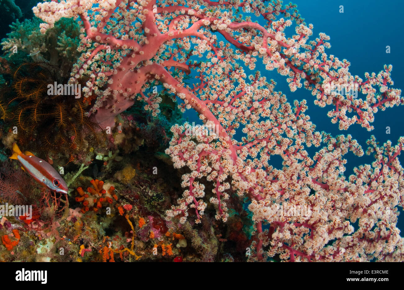 Parmi les coraux, le Parc National de Wakatobi, Indonésie Banque D'Images