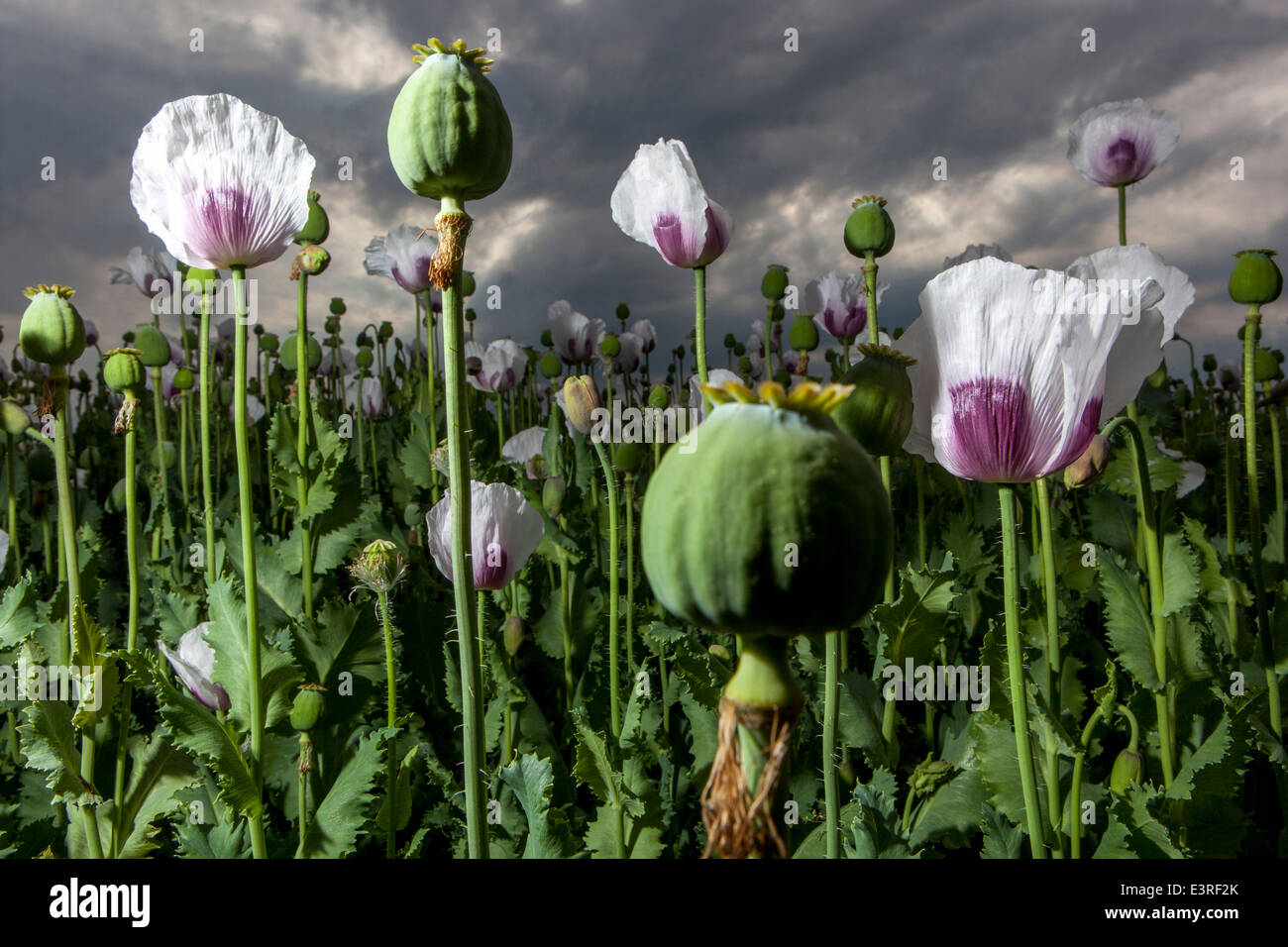 Papaver somniferum, les graines de pavot à opium se trouvent au champ Banque D'Images