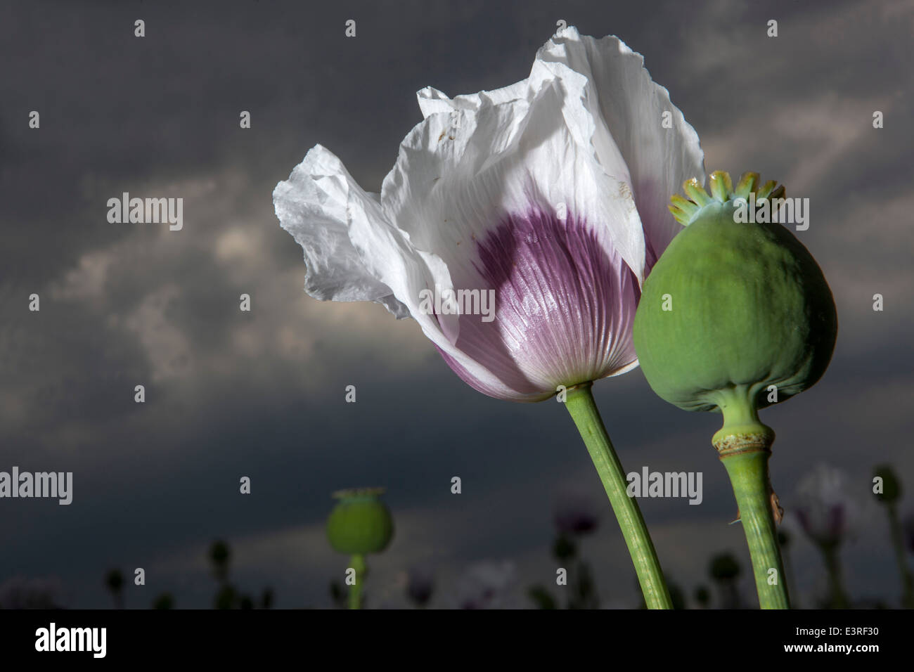 Papaver somniferum, le pavot à opium Banque D'Images