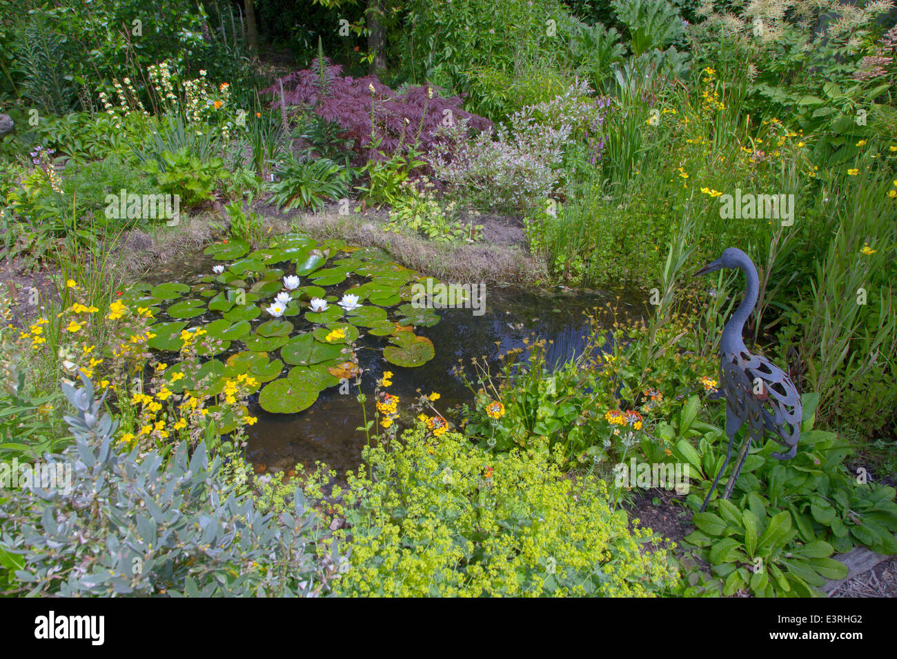 Étang de la faune jardin Norfolk Juin Banque D'Images