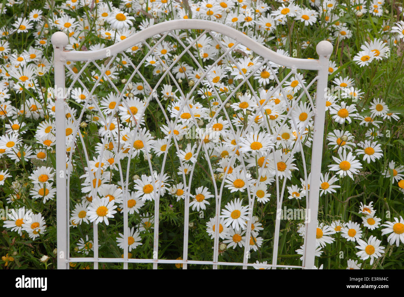 Ox-eye Tribunes Leucanthemum vulgare chaise et hat Banque D'Images