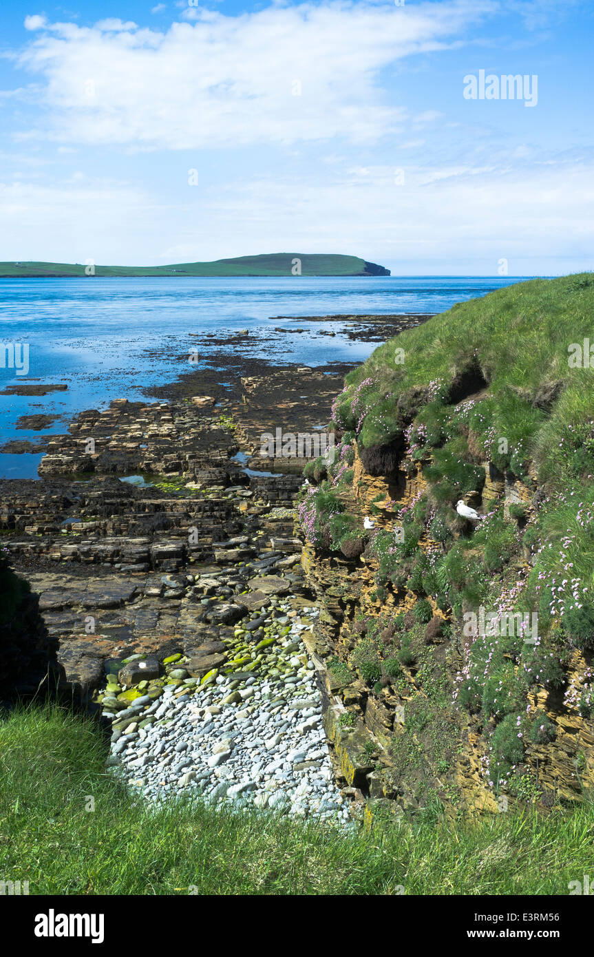 Dh ROUSAY Vue d'Orkney ORKNEY mainland Eynhallow Sound d'oiseaux nicheurs oiseaux Fulmar seacliff Banque D'Images