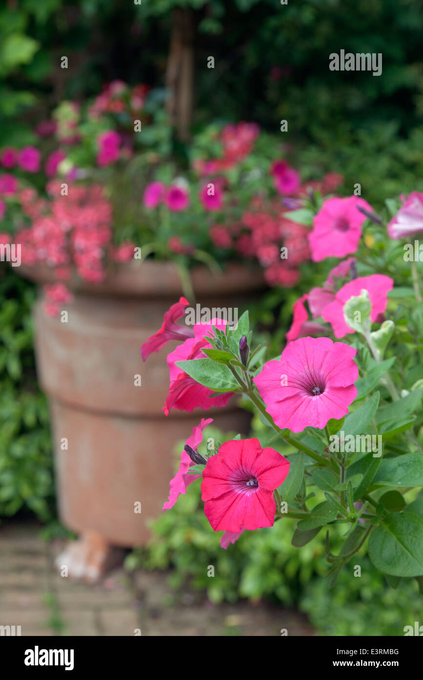 Pétunia rose en pot de terre à jardin juin d'affichage Banque D'Images