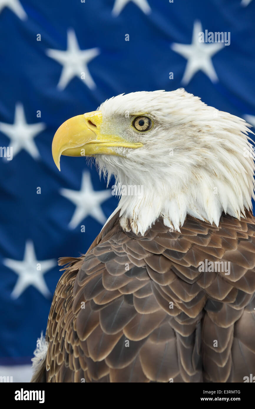 Aigle à tête blanche Banque D'Images