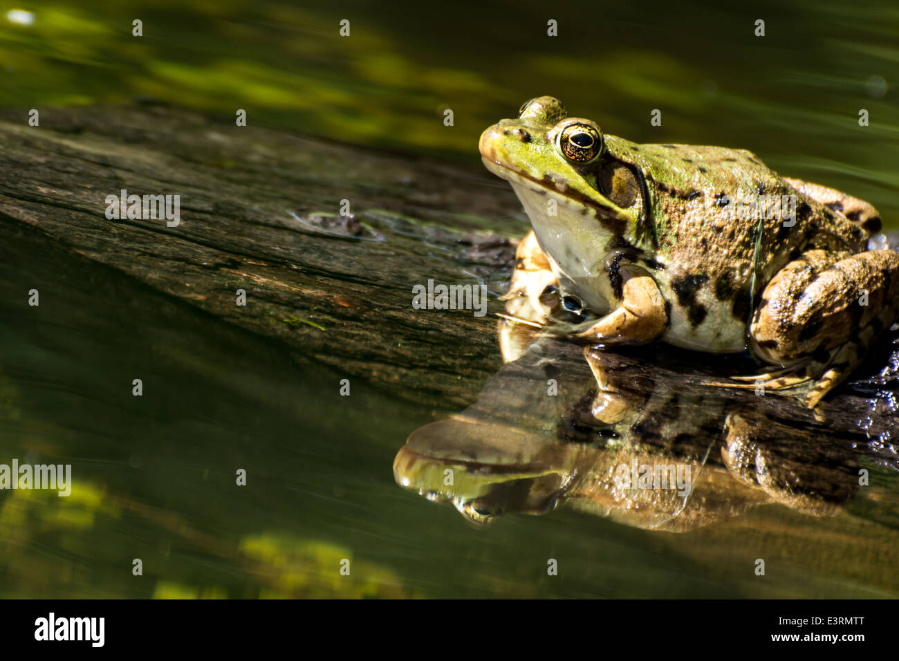 Grenouille verte Banque D'Images