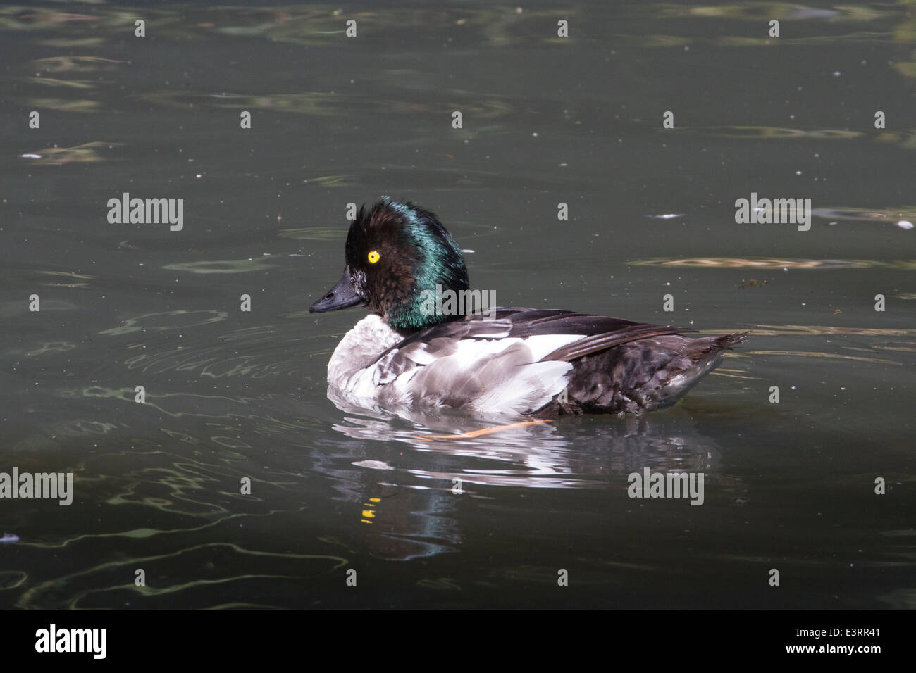 Le Garrot à œil d'or (Bucephala clangula) aka Whistler Banque D'Images