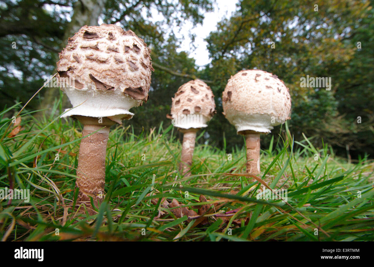 Un trio de champignons comestibles parasol (macrolepiota procera) poussent sur les herbages dans un champ dans le Derbyshire, Angleterre, RU Banque D'Images