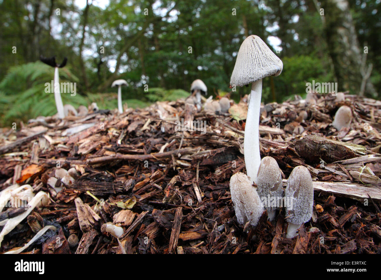 Les champignons poussent sur le bois en décomposition sur le sol d'une ancienne forêt dans le parc national de Peak District, Derbyshire, Royaume-Uni Banque D'Images