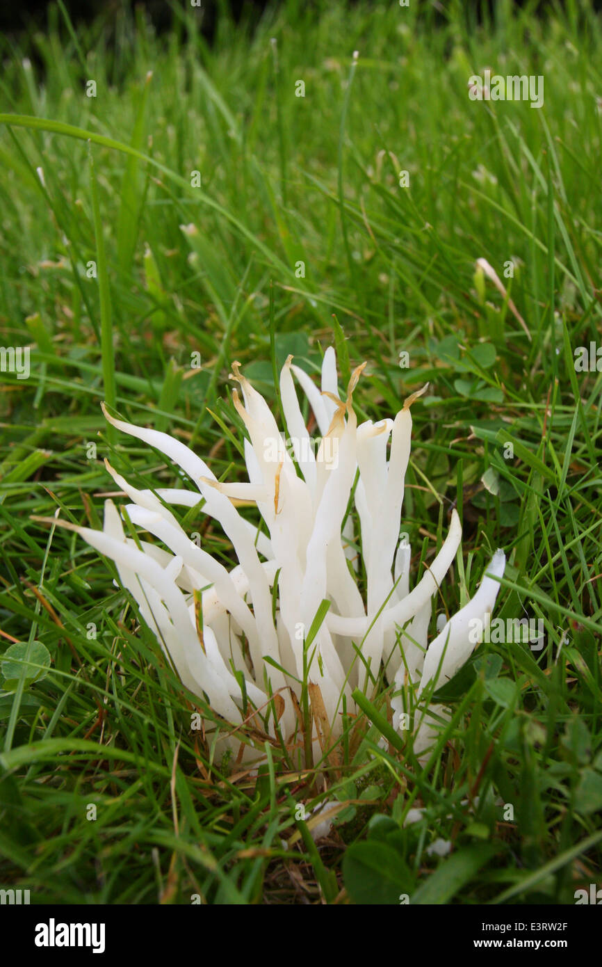 Une touffe de doigts de fée (Clavaria fragilis) pousse en prairie dans le Peak District, Derbyshire, Royaume-Uni Banque D'Images