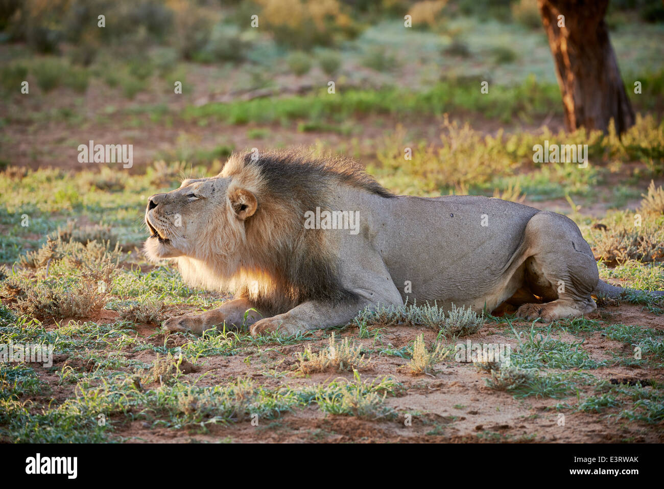 Roaring lion (Panthera leo) Kgalagadi Transfrontier Park, Kalahari, Afrique du Sud, Botswana, Africa Banque D'Images