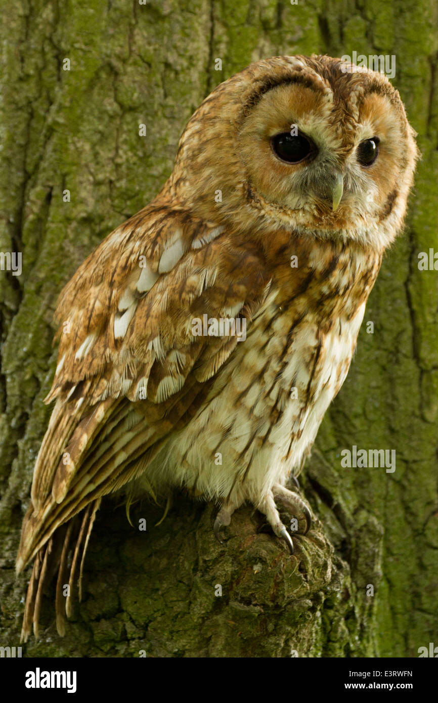 Tawny Owl (Strix Aluco enr.) Banque D'Images