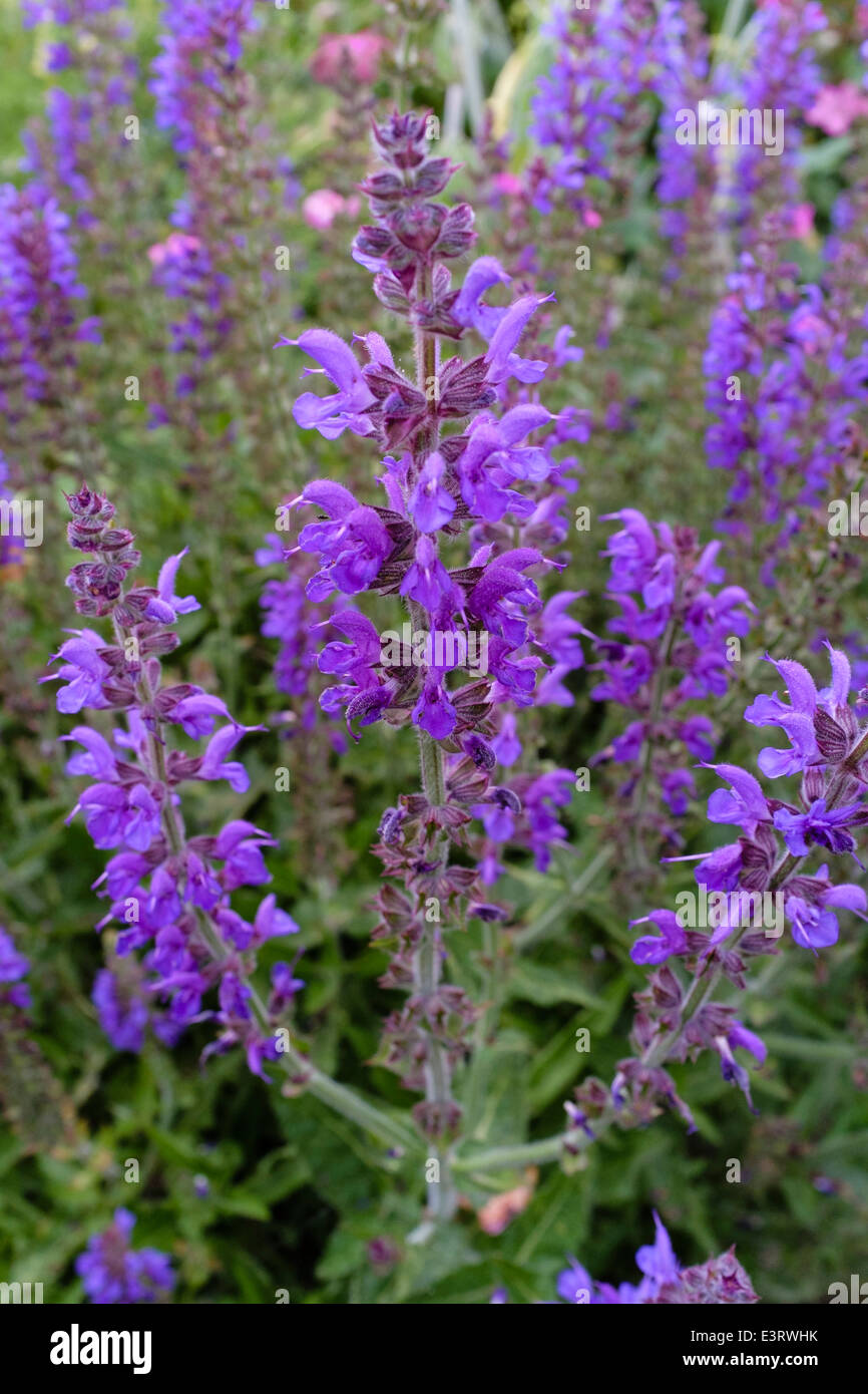 Salvia nemorosa, communément appelée sauge des bois Banque D'Images