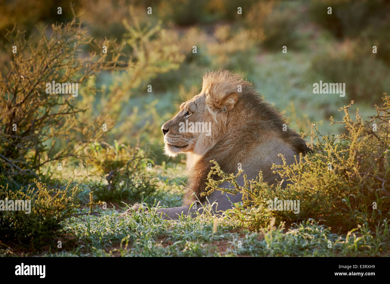 Visage expressif d'un homme lion (Panthera leo) Kgalagadi Transfrontier Park, Kalahari, Afrique du Sud, Botswana, Africa Banque D'Images