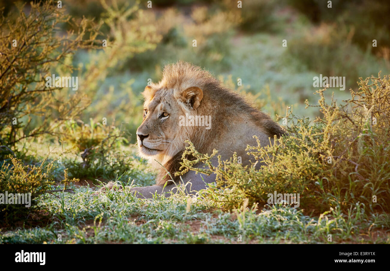 Visage expressif d'un homme lion (Panthera leo) Kgalagadi Transfrontier Park, Kalahari, Afrique du Sud, Botswana, Africa Banque D'Images