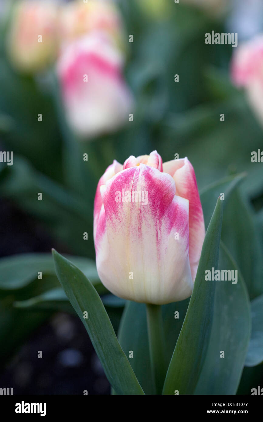 Tulipa 'plaisir' dans le jardin. Banque D'Images