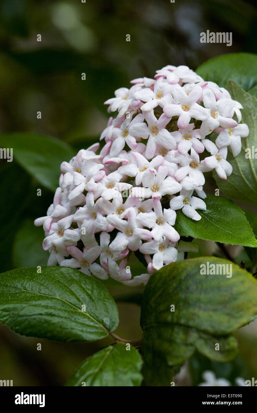 Viburnum × burkwoodii 'Mowhawk'. Banque D'Images