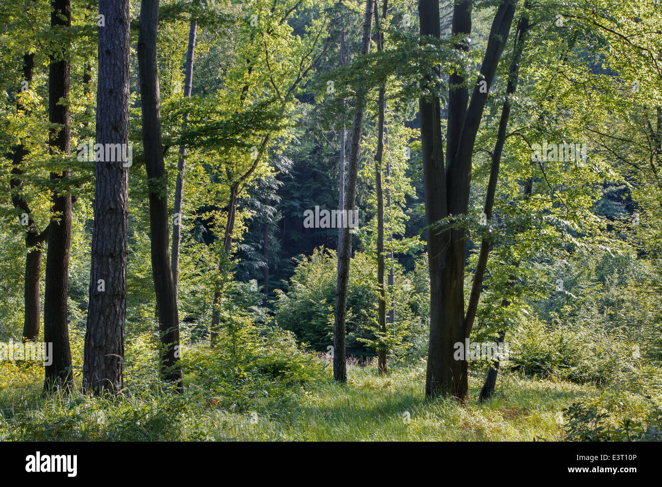 La lumière dans la forêt printemps hêtre dans peu de Carpathian Banque D'Images