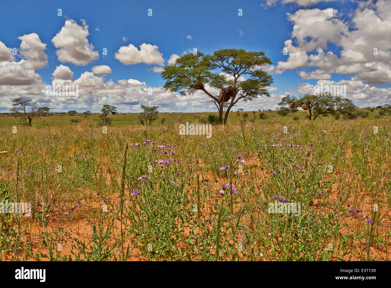 Paysage avec arbres d'acacia dans Kgalagadi Transfrontier Park, Kalahari, Afrique du Sud, Botswana, Africa Banque D'Images