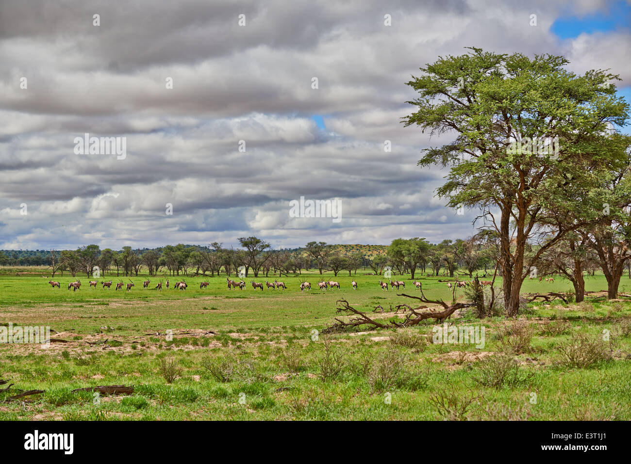 Paysage avec arbres d'acacia et les antilopes en semi désert du Kgalagadi Transfrontier Park, Kalahari, Botswana, Afrique du Sud Banque D'Images