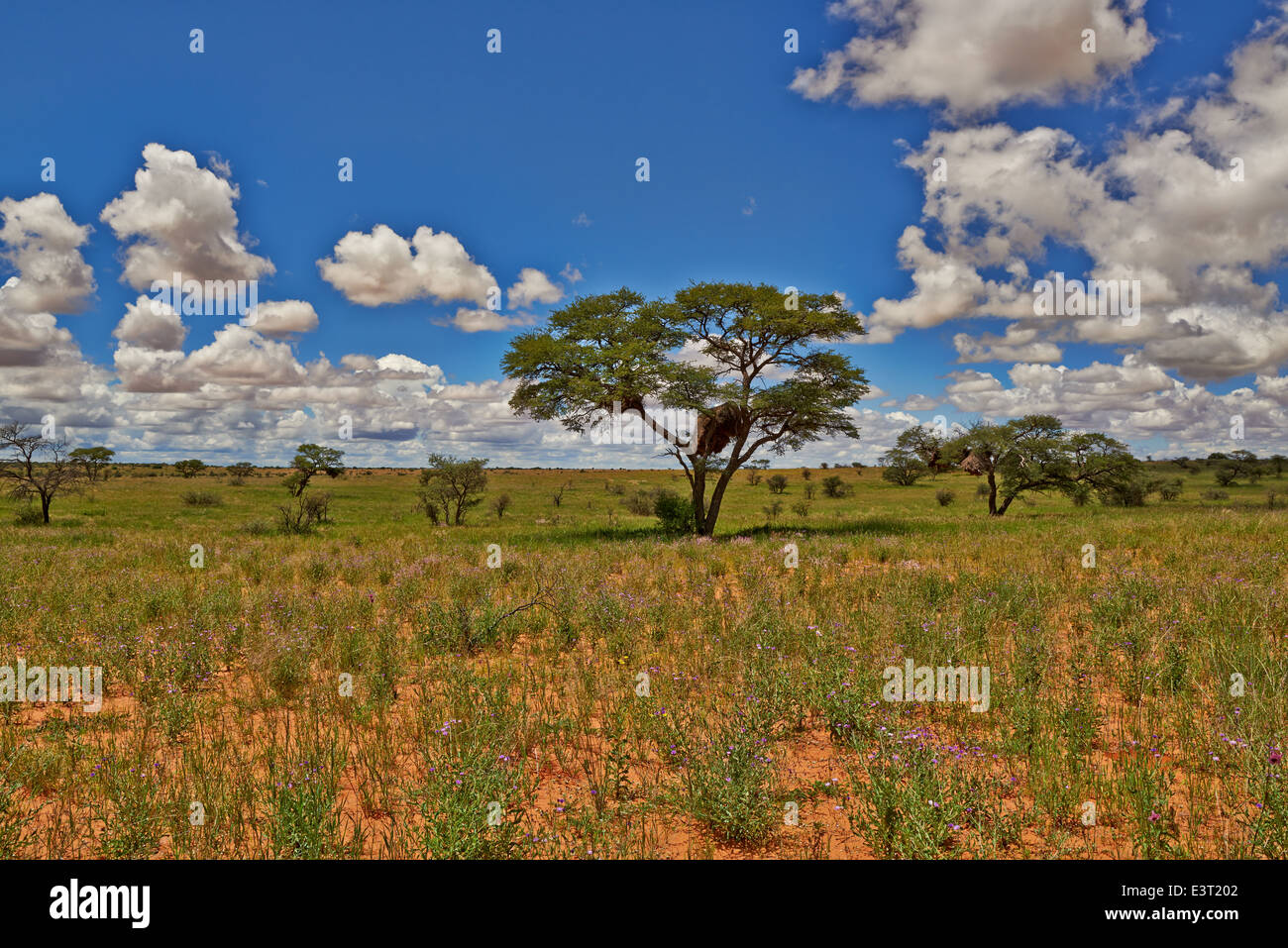 Paysage avec arbres d'acacia dans Kgalagadi Transfrontier Park, Kalahari, Afrique du Sud, Botswana, Africa Banque D'Images