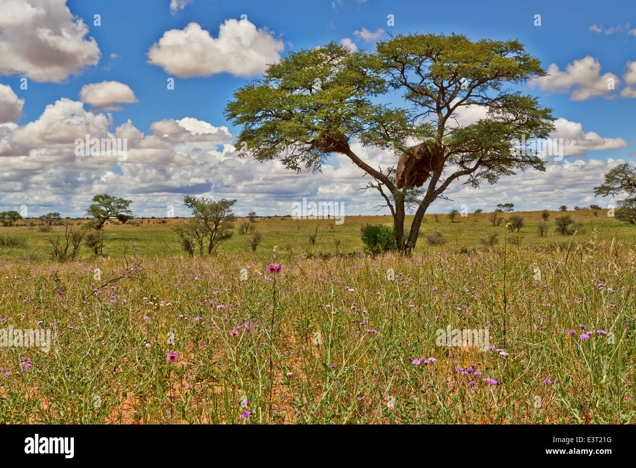 Paysage avec arbres d'acacia dans Kgalagadi Transfrontier Park, Kalahari, Afrique du Sud, Botswana, Africa Banque D'Images