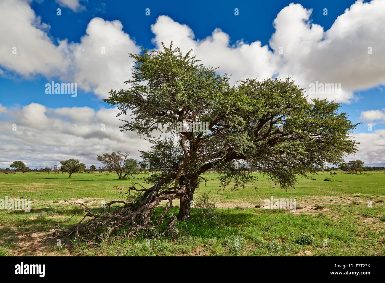 Paysage avec arbres d'acacia dans Kgalagadi Transfrontier Park, Kalahari, Afrique du Sud, Botswana, Africa Banque D'Images