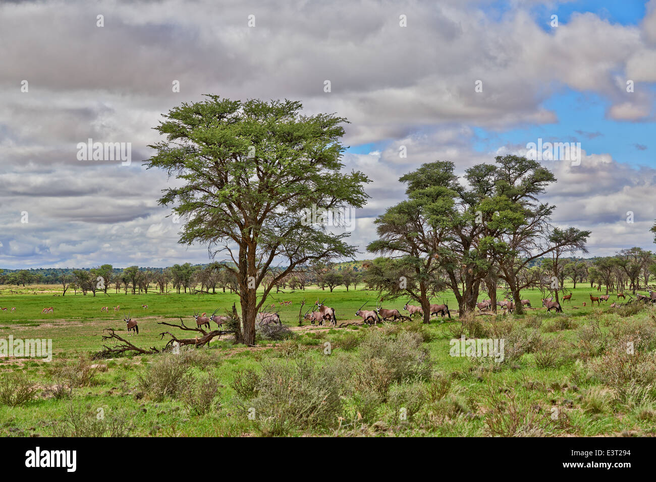 Paysage avec arbres d'acacia et les antilopes en semi désert du Kgalagadi Transfrontier Park, Kalahari, Botswana, Afrique du Sud Banque D'Images