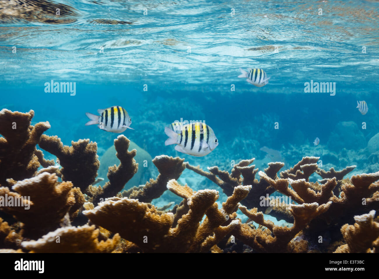 Noir, blanc et jaune à rayures verticales, poissons sergent-major Abudefduf saxatilis, nager lentement au-dessus de récifs coralliens dans les Caraïbes Banque D'Images